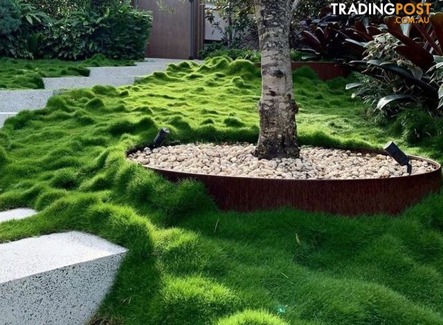 10 x 100mm Pots Korean No Mow Grass $90.00 Free Delivery