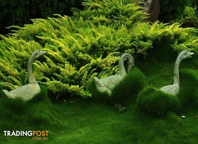 Trays of Korean Grass (Zoysia Tenuifolia) 350mm x 295mm Free Delivery.