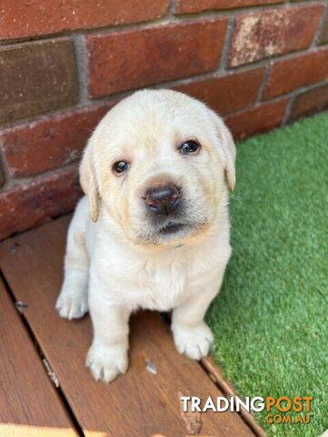 Pure bred Labrador puppies for Sale with pedigrees