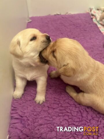 Pure bred Labrador puppies for Sale with pedigrees