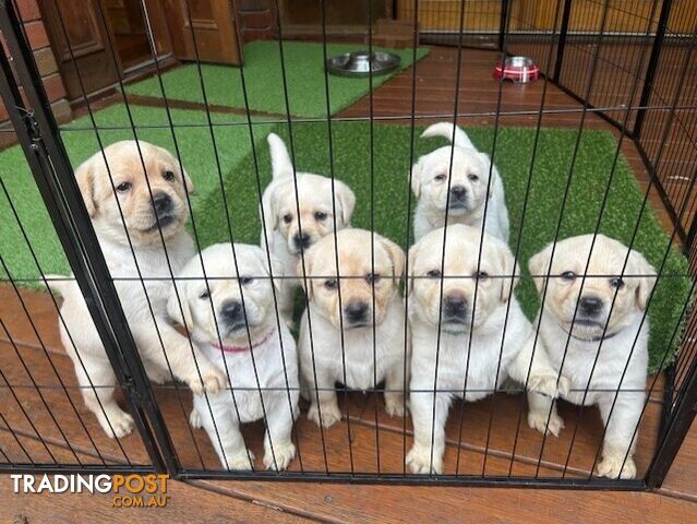 Pure bred Labrador puppies for Sale with pedigrees