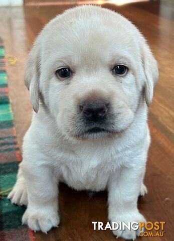 Pure bred Labrador puppies for Sale with pedigrees