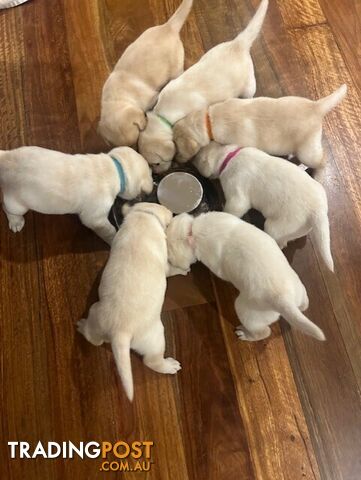 Pure bred Labrador puppies for Sale with pedigrees