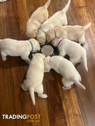 Pure bred Labrador puppies for Sale with pedigrees