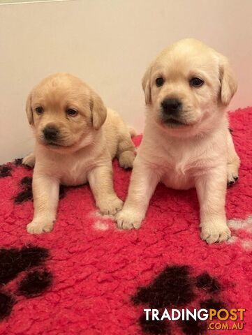 Pure bred Labrador puppies for Sale with pedigrees