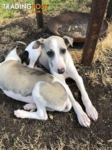 Whippet puppies