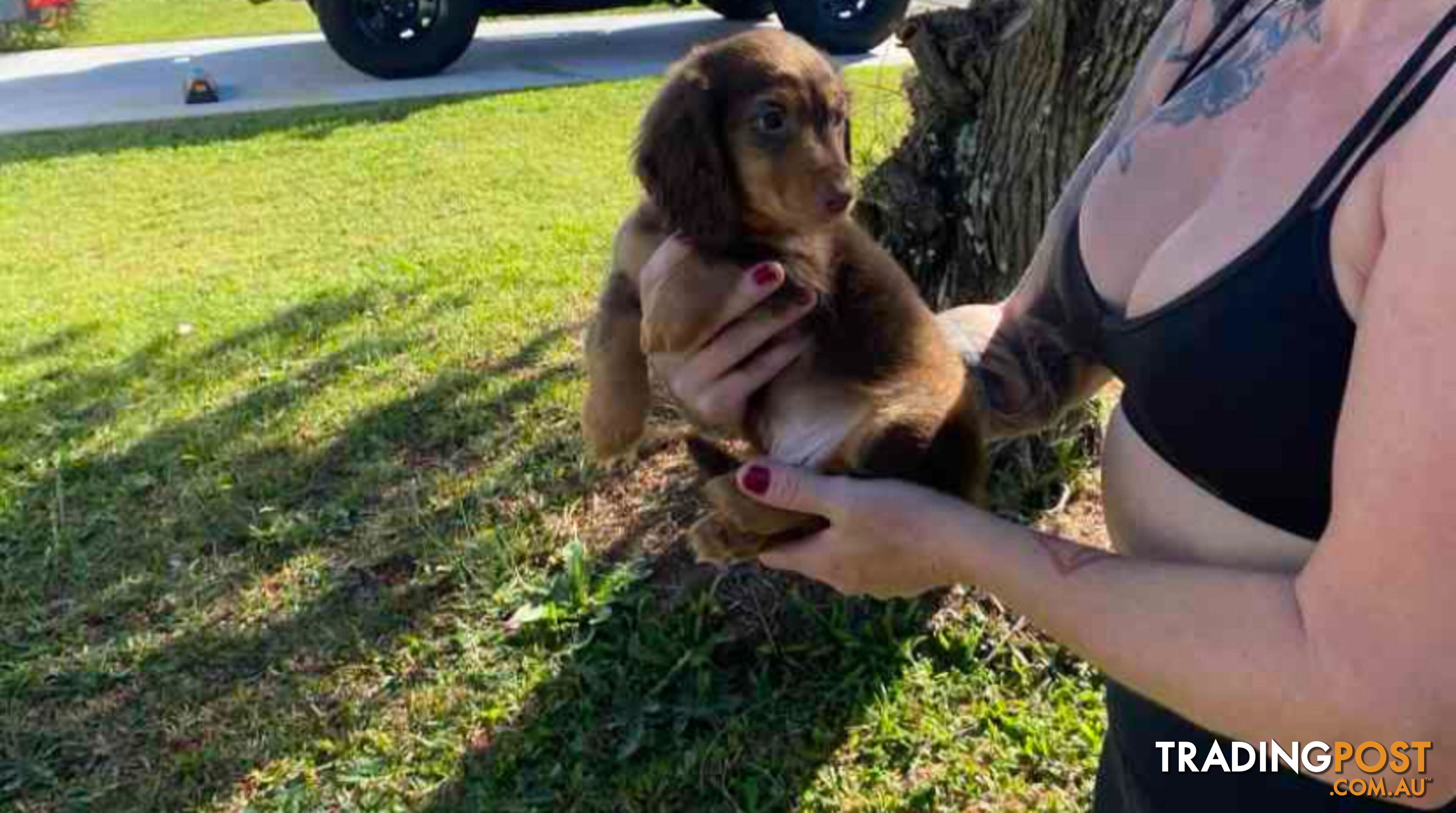 Mini Dachshunds