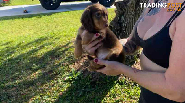 Mini Dachshunds