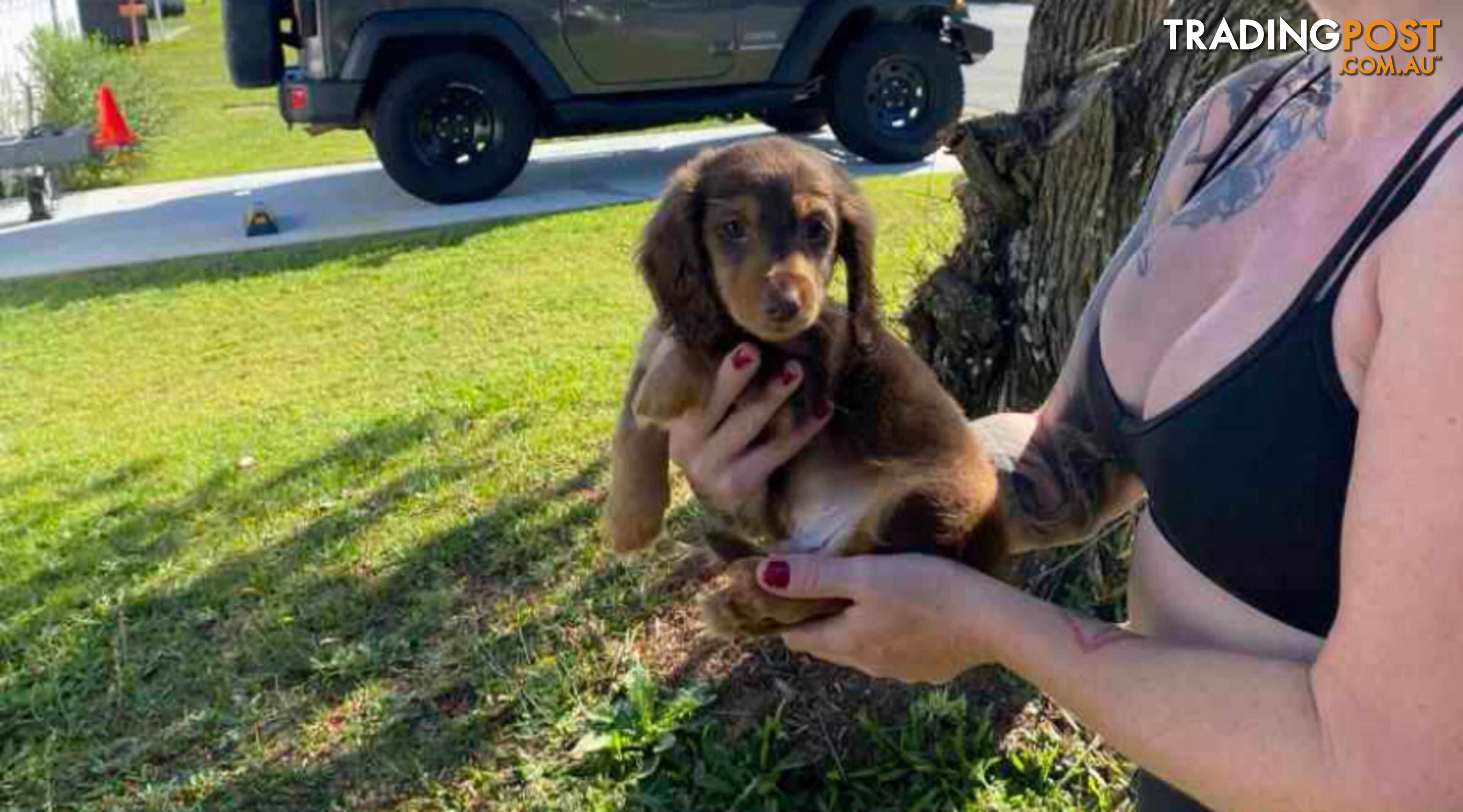 Mini Dachshunds