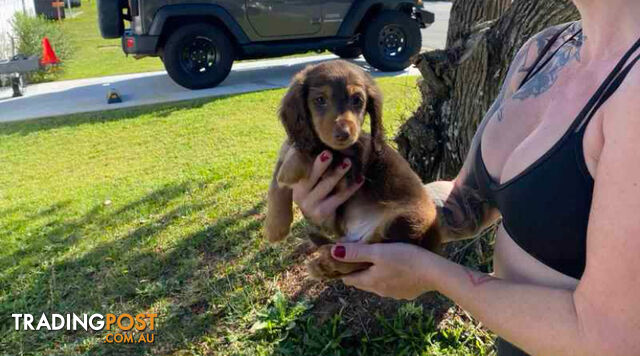 Mini Dachshunds