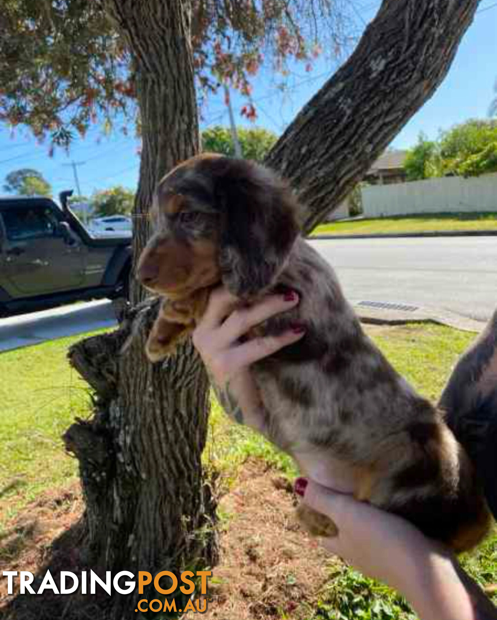 Mini Dachshunds