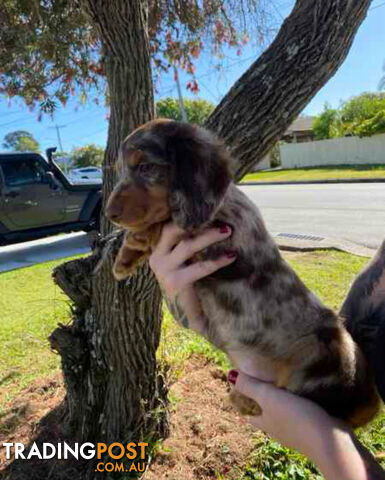 Mini Dachshunds