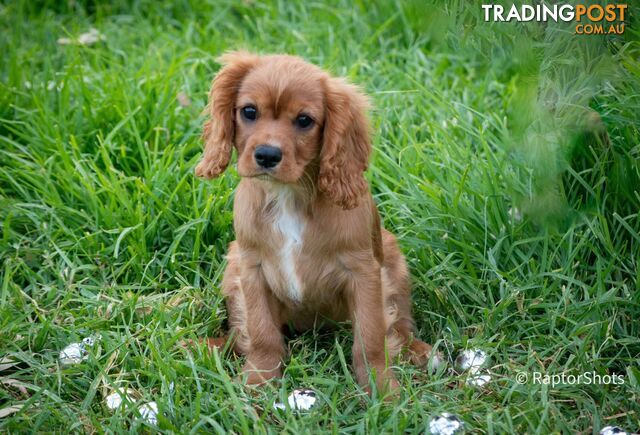 Cavalier King Charles Spaniels Puppies