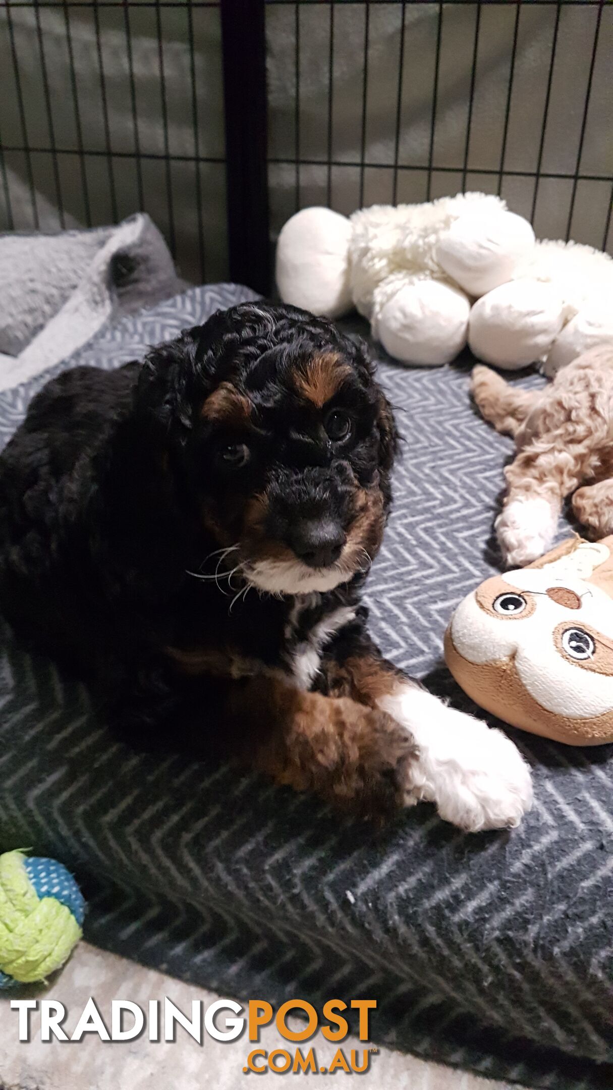 Adorable Spoodle Puppies Waiting Patiently for their Forever Family&#39;s