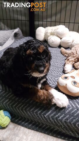 Adorable Spoodle Puppies Waiting Patiently for their Forever Family&#39;s