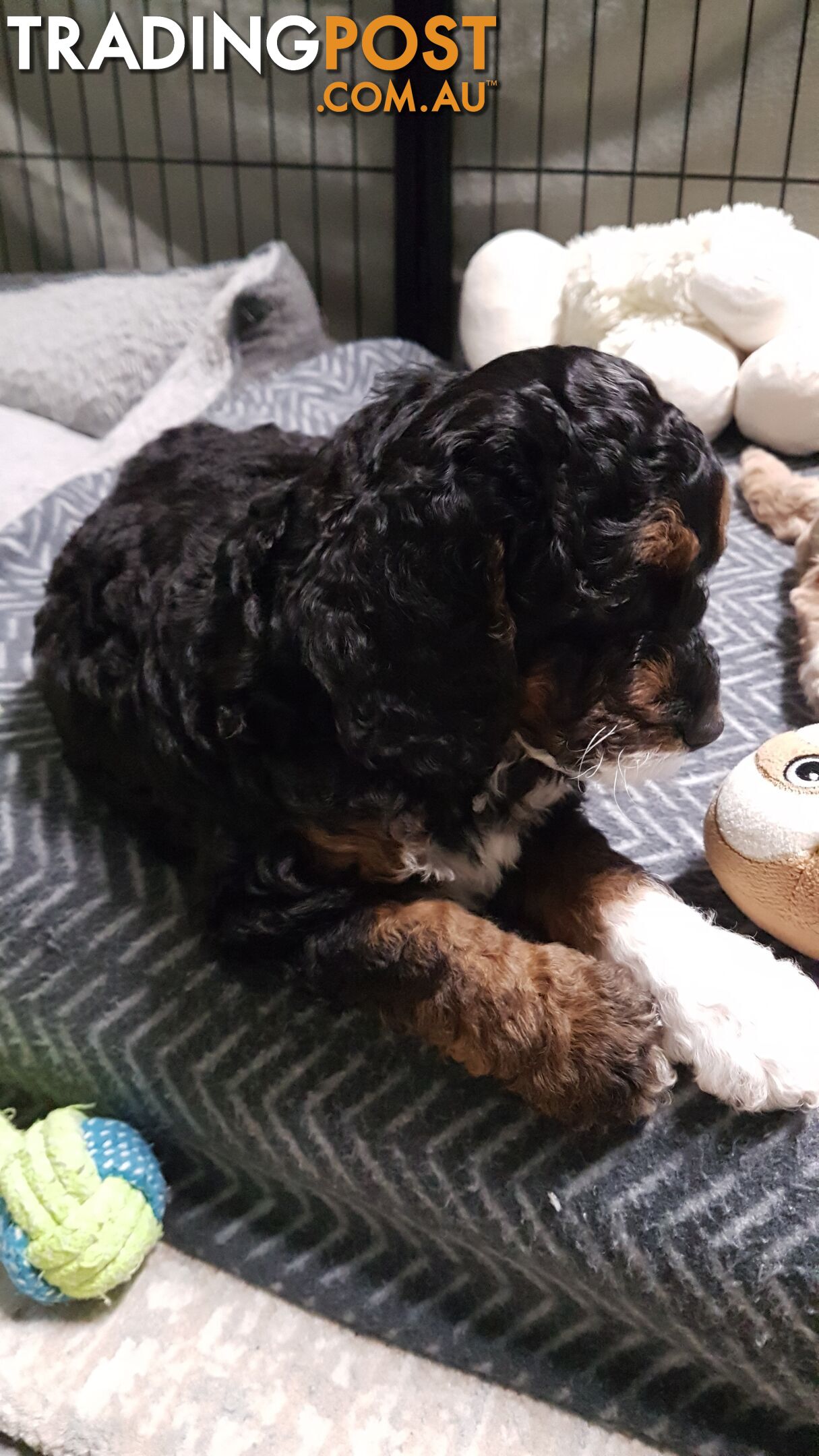 Adorable Spoodle Puppies Waiting Patiently for their Forever Family&#39;s