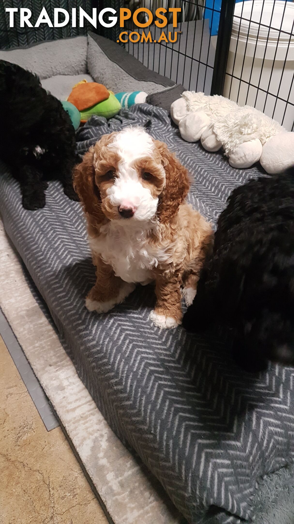 Adorable Spoodle Puppies Waiting Patiently for their Forever Family&#39;s