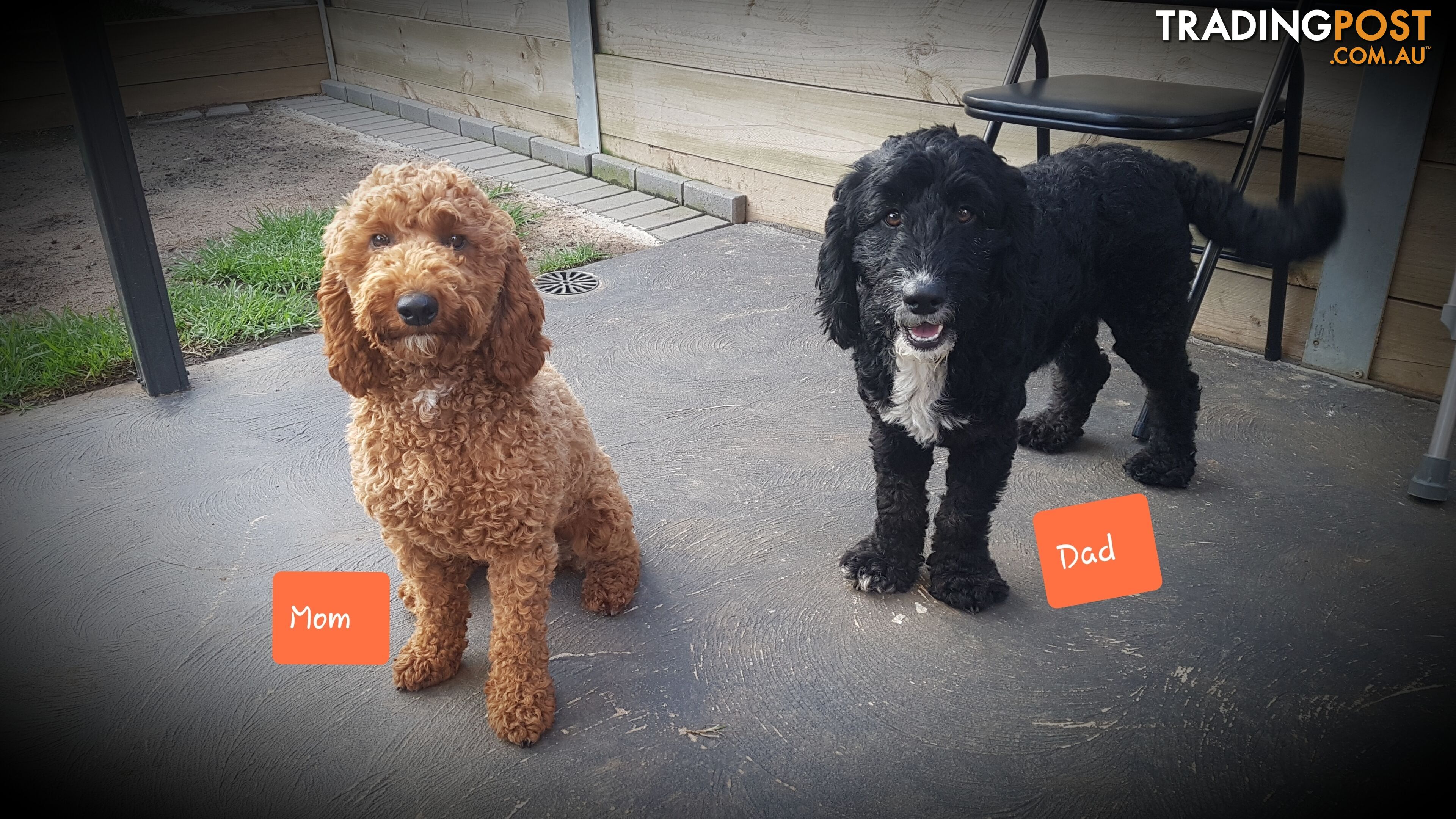 Adorable Spoodle Puppies Waiting Patiently for their Forever Family&#39;s