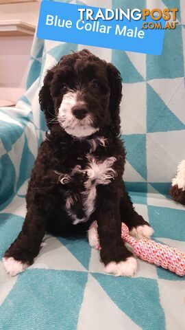 Adorable Spoodle Puppies Waiting Patiently for their Forever Family