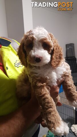 Adorable Spoodle Puppies Waiting Patiently for their Forever Family&#39;s