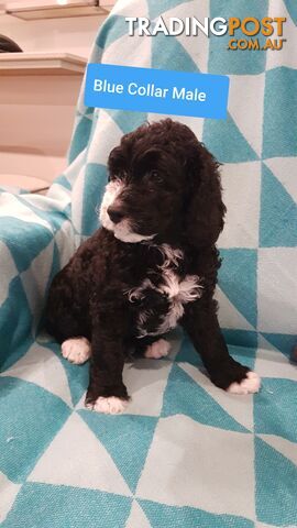 Adorable Spoodle Puppies Waiting Patiently for their Forever Family