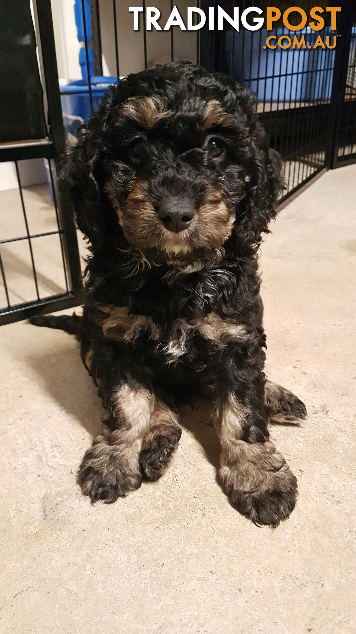 Adorable Spoodle Puppies Waiting Patiently for their Forever Family&#39;s