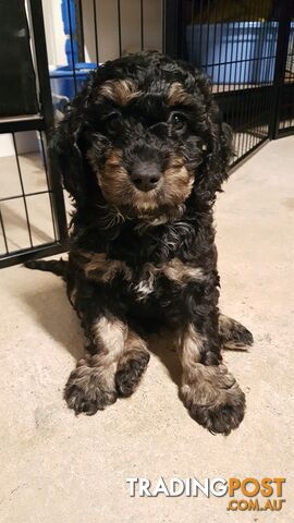 Adorable Spoodle Puppies Waiting Patiently for their Forever Family&#39;s