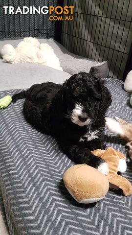 Adorable Spoodle Puppies Waiting Patiently for their Forever Family&#39;s