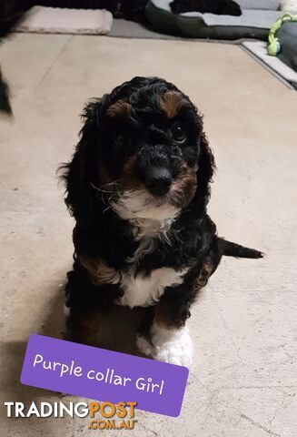 Adorable Spoodle Puppies Waiting Patiently for their Forever Family&#39;s