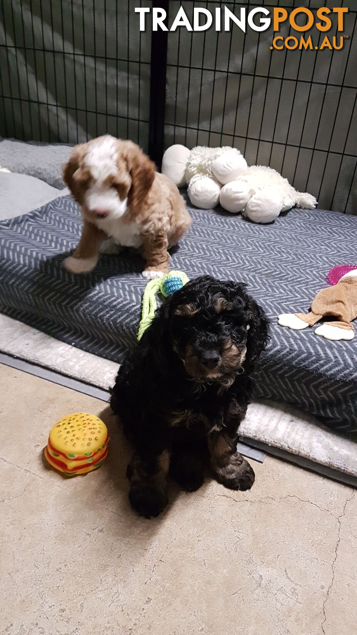 Adorable Spoodle Puppies Waiting Patiently for their Forever Family&#39;s