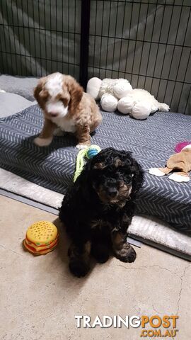 Adorable Spoodle Puppies Waiting Patiently for their Forever Family&#39;s