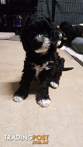 Adorable Spoodle Puppies Waiting Patiently for their Forever Family&#39;s