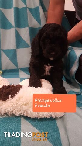 Adorable Spoodle Puppies Waiting Patiently for their Forever Family