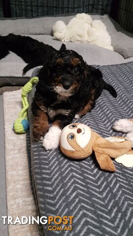 Adorable Spoodle Puppies Waiting Patiently for their Forever Family&#39;s