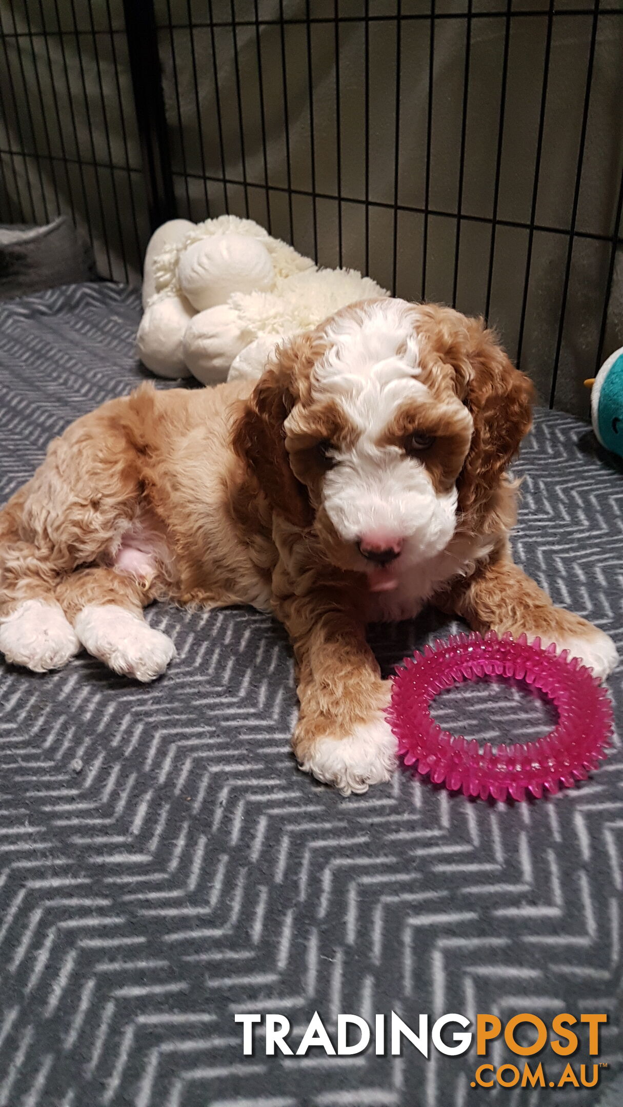 Adorable Spoodle Puppies Waiting Patiently for their Forever Family&#39;s