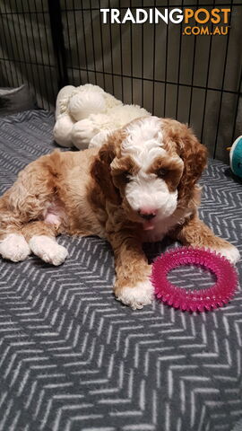 Adorable Spoodle Puppies Waiting Patiently for their Forever Family&#39;s