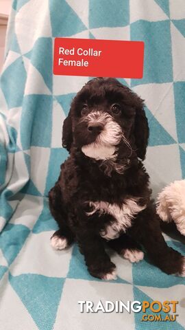 Adorable Spoodle Puppies Waiting Patiently for their Forever Family