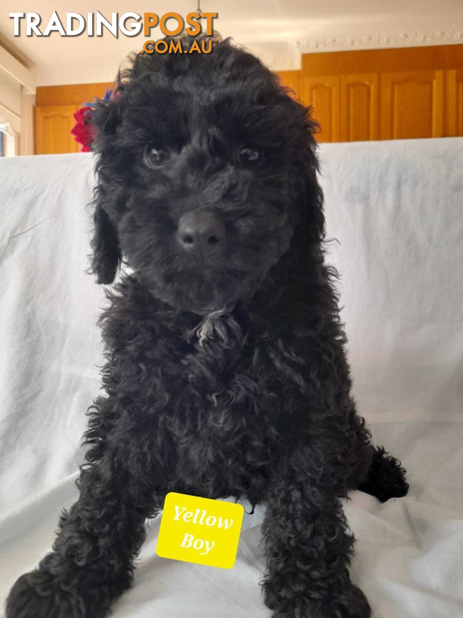 Adorable Spoodle Puppies Waiting Patiently For Their Forever Family