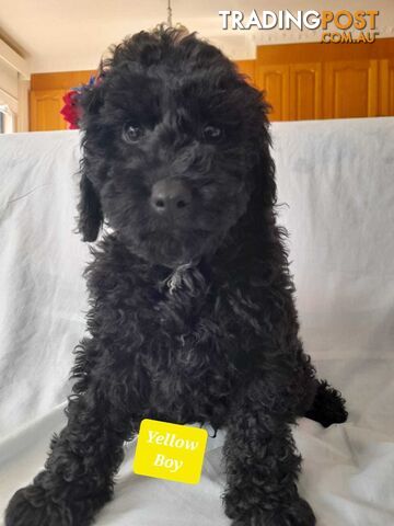 Adorable Spoodle Puppies Waiting Patiently For Their Forever Family