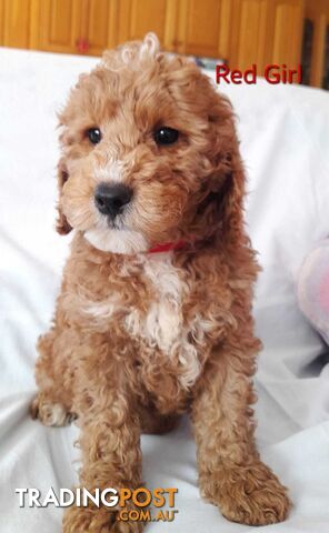 Adorable Spoodle Puppies Waiting Patiently For Their Forever Family