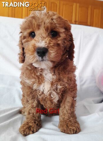 Adorable Spoodle Puppies Waiting Patiently For Their Forever Family