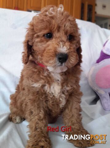 Adorable Spoodle Puppies Waiting Patiently For Their Forever Family