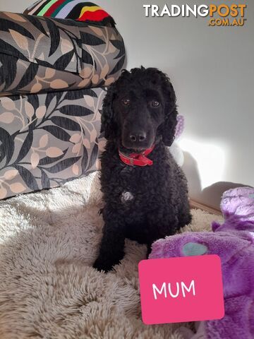 Adorable Spoodle Puppies Waiting Patiently For Their Forever Family