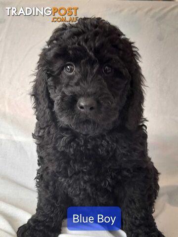 Adorable Spoodle Puppies Waiting Patiently For Their Forever Family