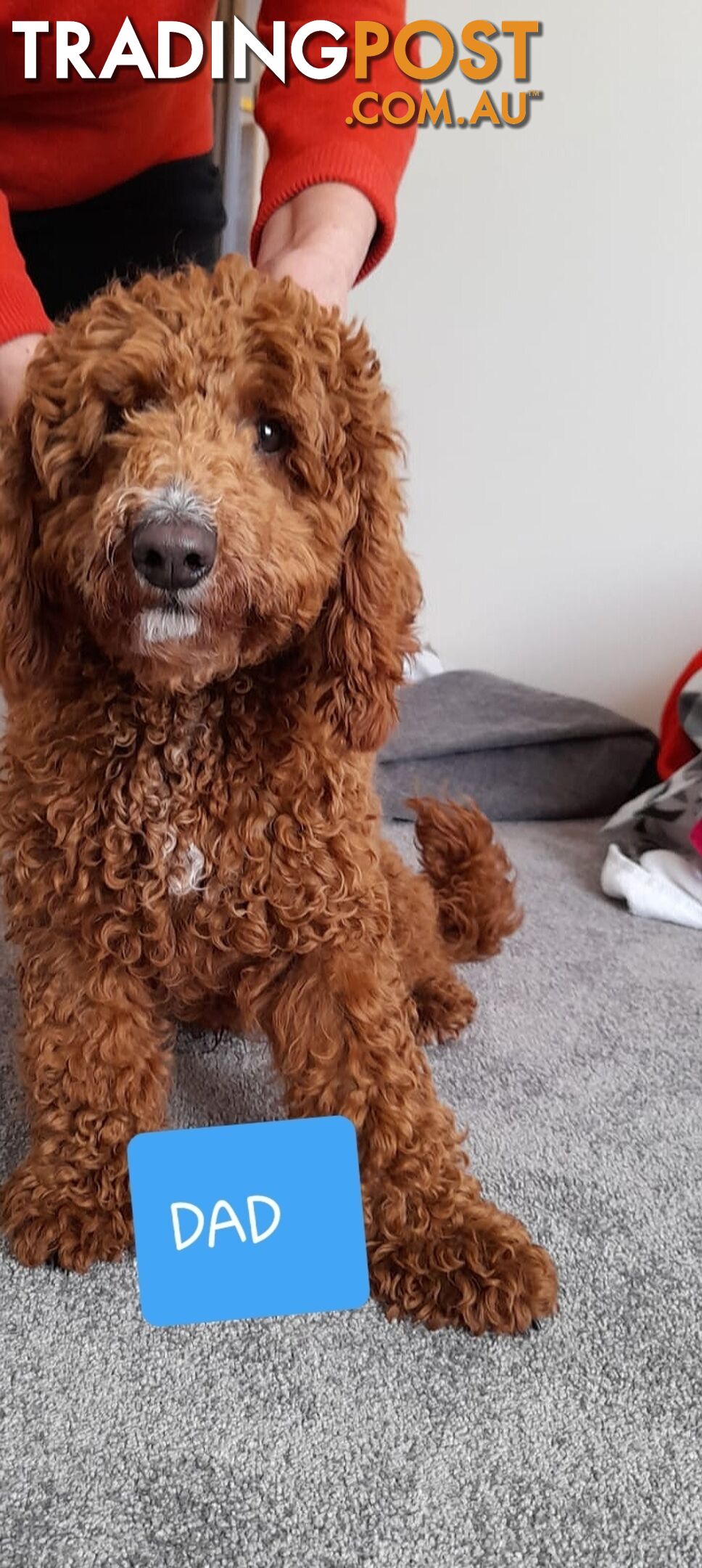 Adorable Spoodle Puppies Waiting Patiently For Their Forever Family