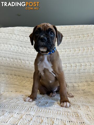 Purebred Boxer Puppies