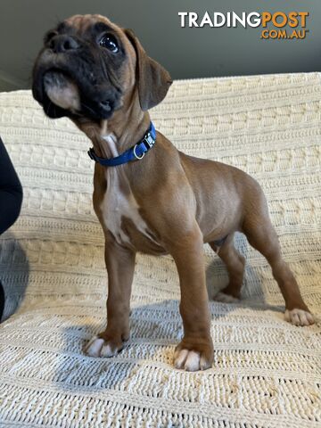 Purebred Boxer Puppies