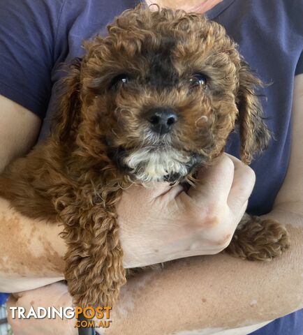 delightful Cavoodle boy