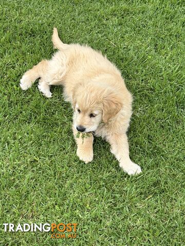 Golden Retriever puppy ready for new home now