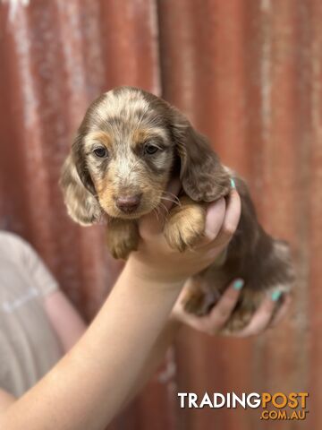 Miniature Long Hair Dachshund